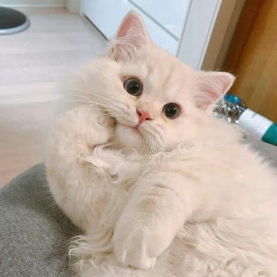 Sari Putri avatar